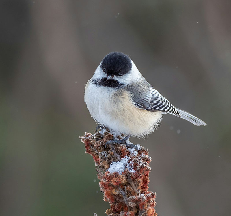 black-capped chickadee on a fence