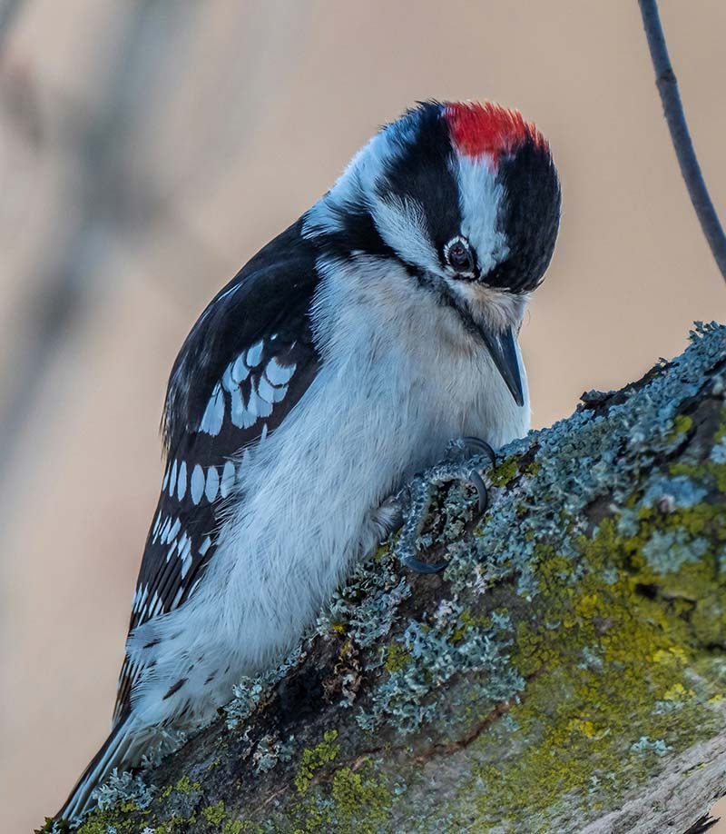 downy woodpecker on a tree trunk