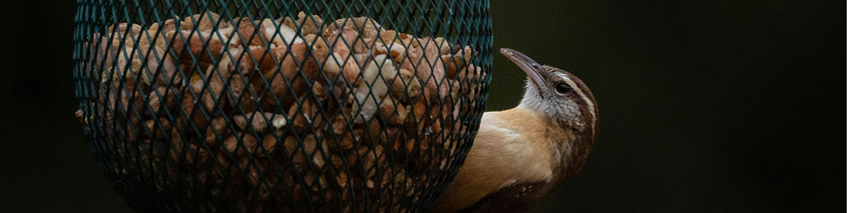 bird hanging on a feeder