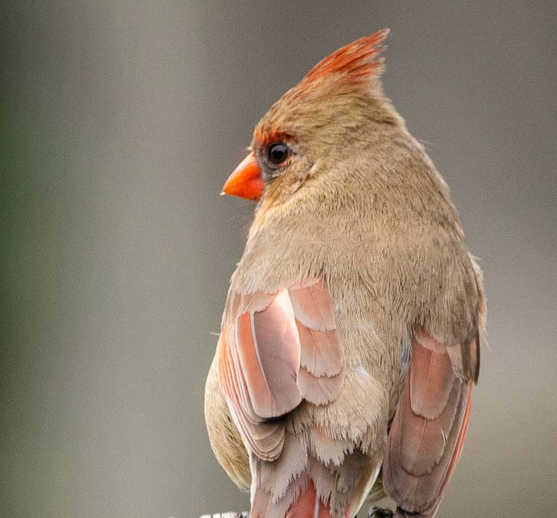 brown female cardinal