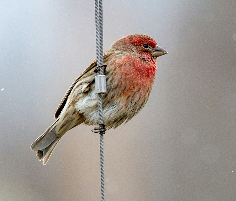 house finch balancing on a wire