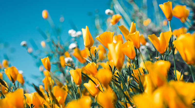 cluster of yellow tulips
