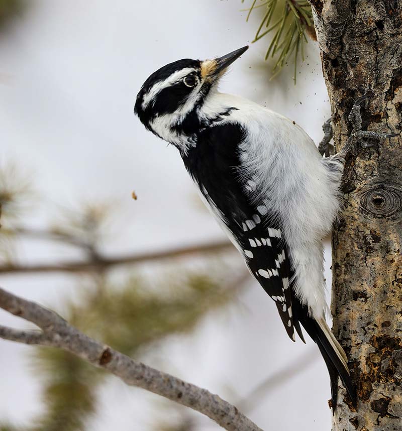 hairy woddpecker on a tree trunk