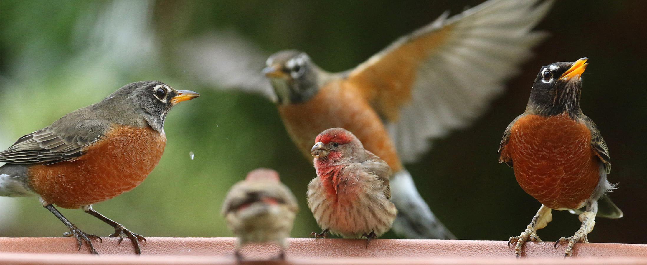  cluster of birds at a feeder 