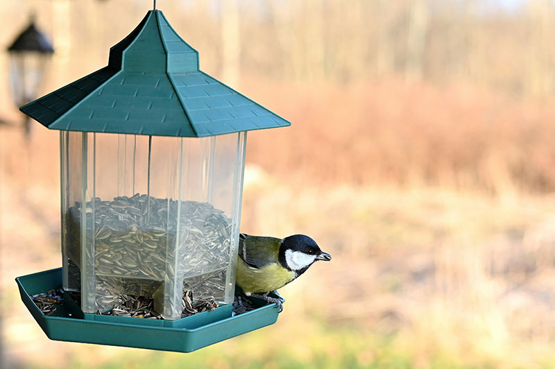  small bird at a feeder 