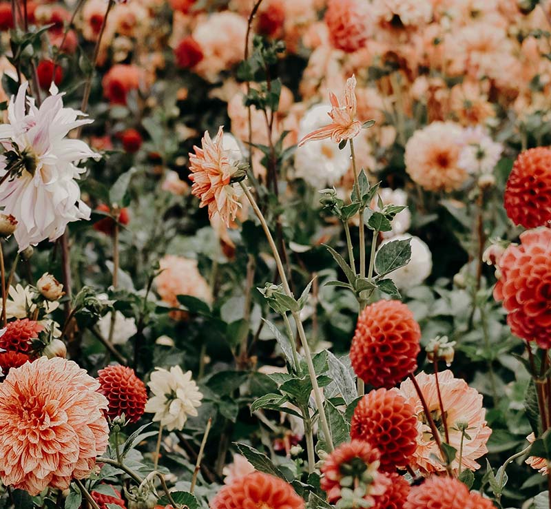  cluster of flowers 