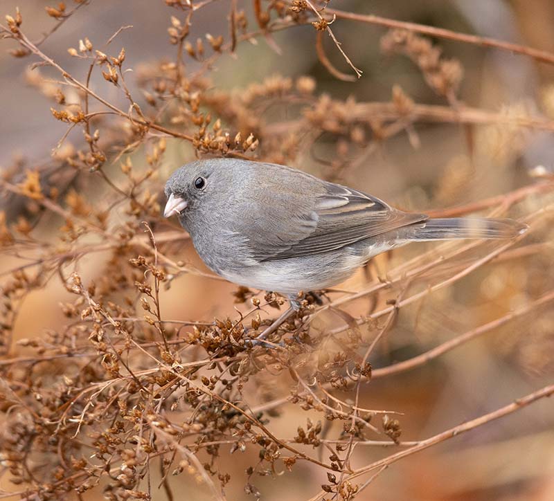 dark-eyed junco on some branches