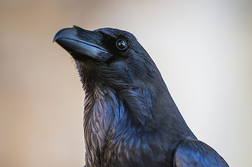  crow, large birds button 