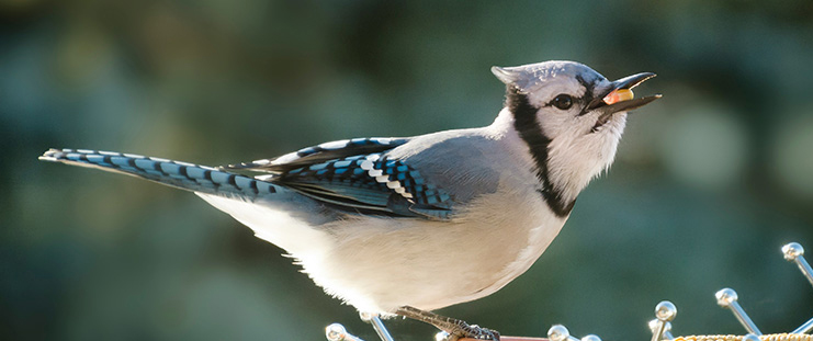 blue jay eating at a feeder