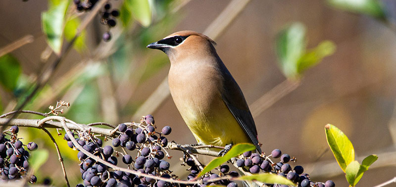 waxwing on a twig covered with berries