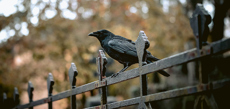 crow standing on a steel fence