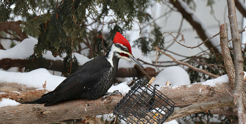 woodpecker standing over a fallen birdfeeder