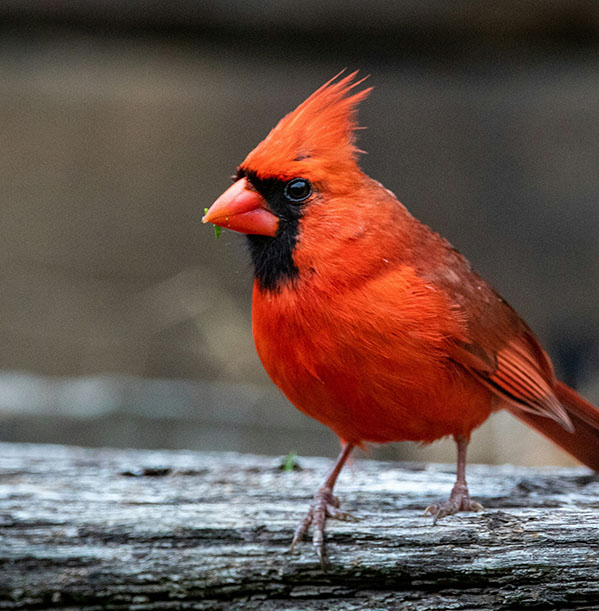 bright red male cardinal