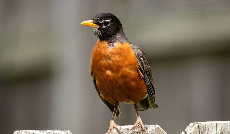  robin, medium birds button 
