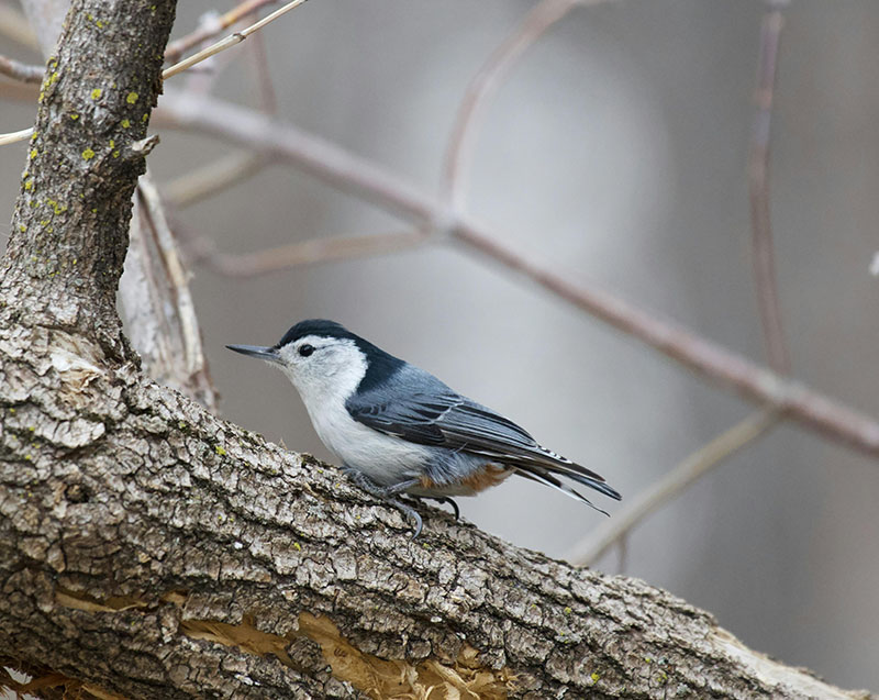 nuthatch on a trunk