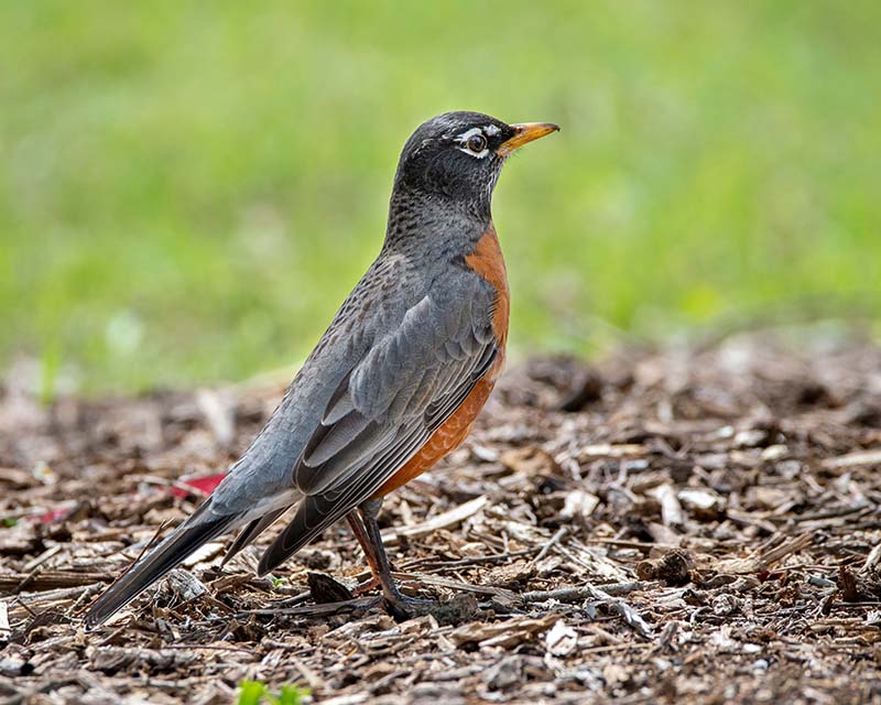 robin standing on a patch of mulch