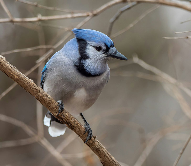blue jay on a branch