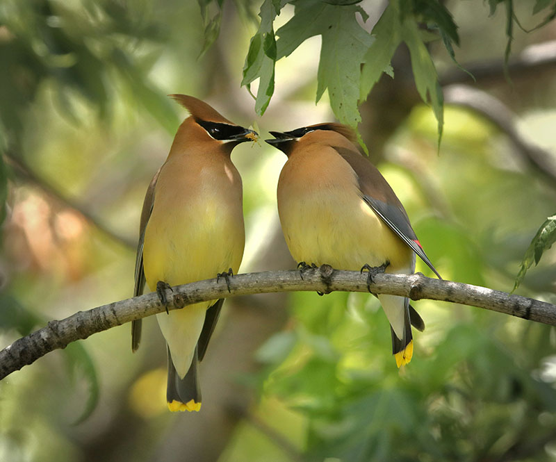 a waxwing couple facing each other