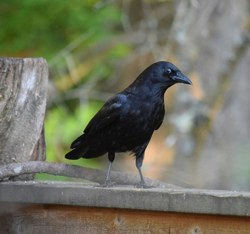crow standing on a brick fence