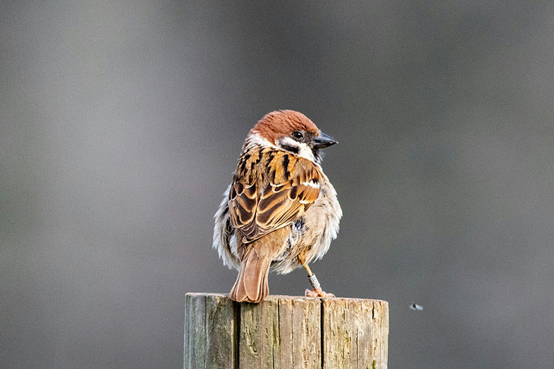  sparrow, small birds button 