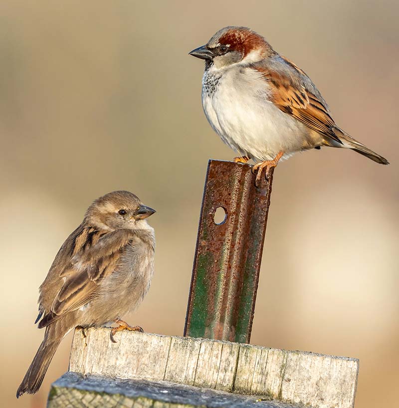 two house sparrows on a fence