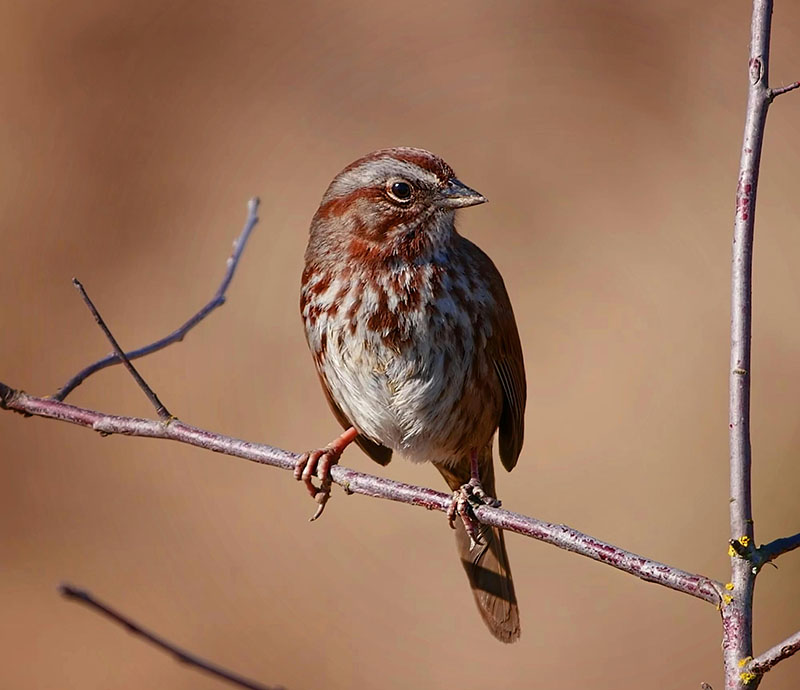 song sparrow on a twig