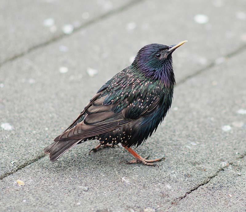 starling standing on concrete