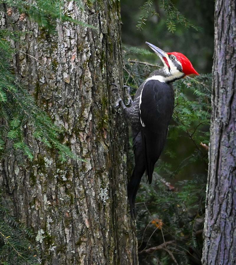 woodpecker holding onto a tree trunk