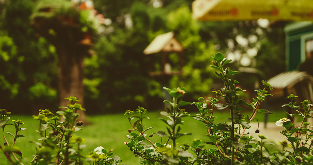 out of focus photo of a backyard with a bird feeder in the background